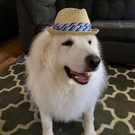 All New Adorable Dogs In Hats Will Make You Lol I Can