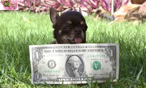 Worlds Smallest Dog Milly The Chihuahua Is 38 Inches High Daily