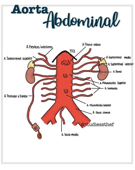 Aorta Abdominal Anatom A Aorta Abdominal Anatomia Y Fisiologia Humana