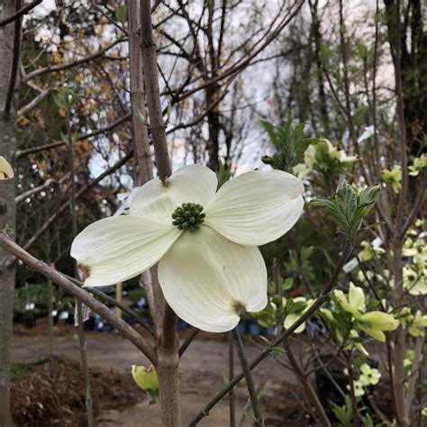 Spring Blooming Trees For Arkansas The Good Earth Garden Center