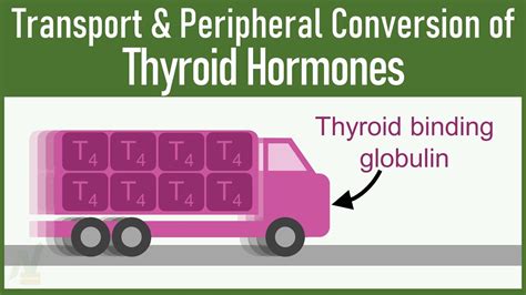 Transport And Peripheral Conversion Of Thyroid Hormones