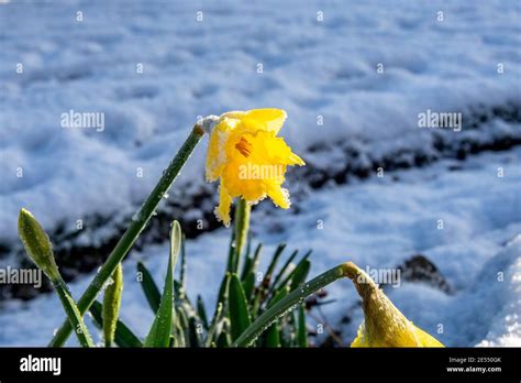 Yellow Daffodils Bloom In The Winter Months Despite The Snow In The