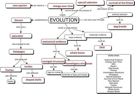 Evolution Is Evolution Concept Map Concept Map Biology Notes