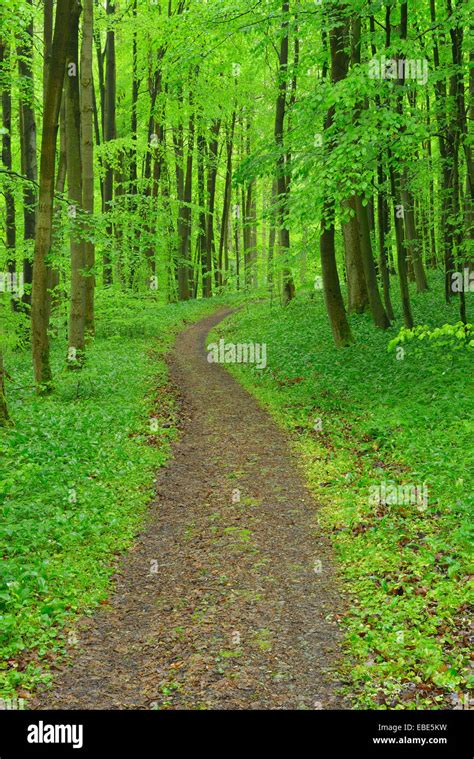Path Through Beech Forest Hainich National Park Thuringia Germany