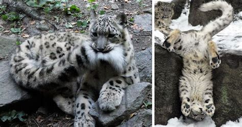 35 Adorable Snow Leopard Photos To Celebrate The Fact That Theyre No