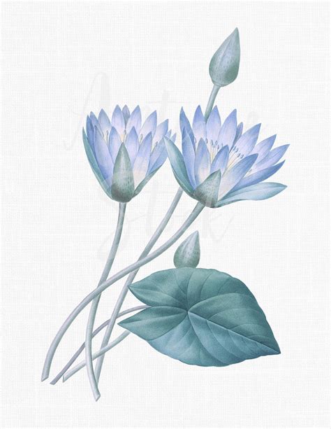 Flower Clipart Blue Lotus Botanical Illustration Etsy