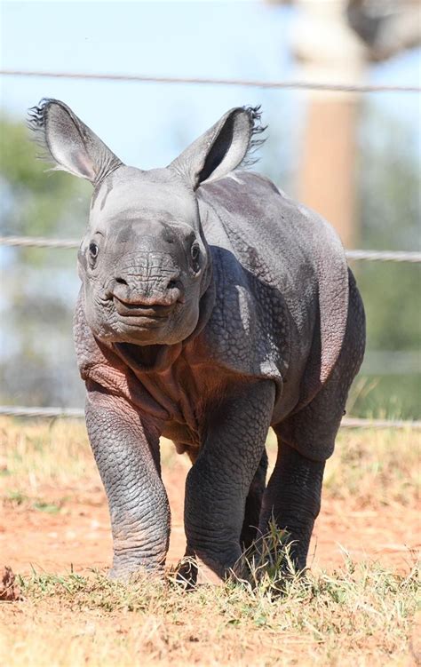 Okc Zoo Welcomes Baby Rhino Asks For Publics Help In Naming Her Kokh