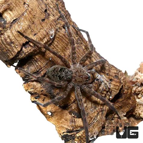 Swamp Fishing Spider Dolomedes Okefinokensis For Sale Underground