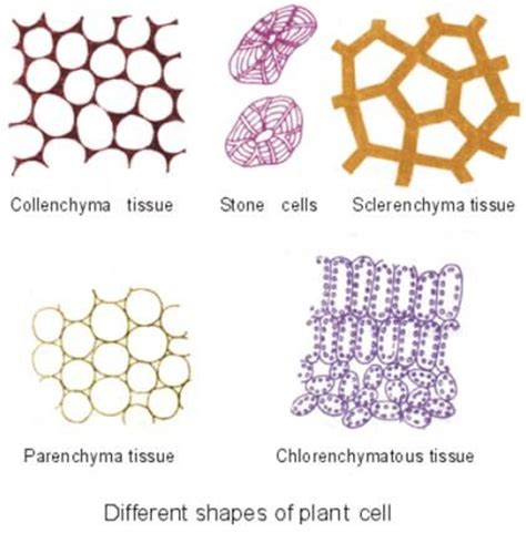 Oct 04, 2019 · oftentimes in plant cells, the central vacuole expands with water to apply pressure to the cell walls. Pinterest • The world's catalog of ideas