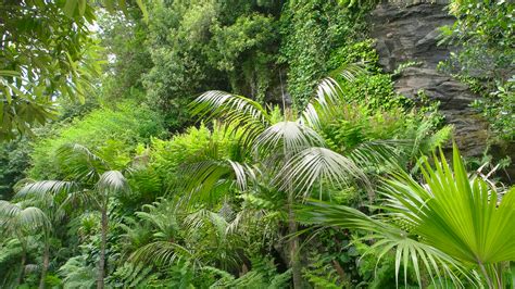 Green Plants And Rock Nature In Summer Tropical Climate Zone Stock