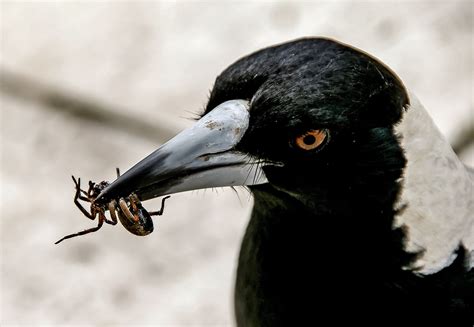 Why Do Magpies Swoop The Australian Museum