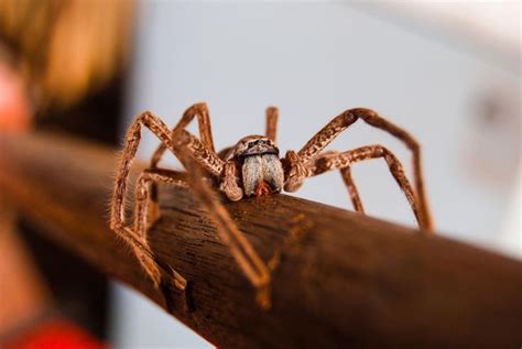 The 7 Most Common Types Of House Spiders Spider Huntsman Spider