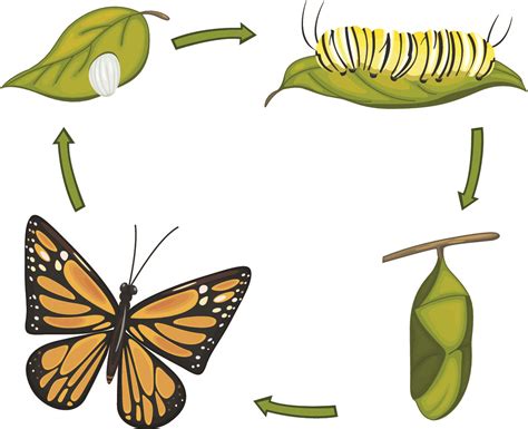 Butterfly Life Cycle Stages Royalty Free Vector Image Vrogue Co