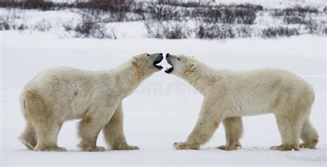 Two Polar Bears Playing With Each Other In The Tundra Canada Stock