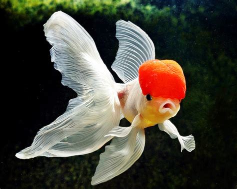 Peluang Usaha Budidaya Ikan Mas Koki Dan Analisa Usahanya - Agrowindo