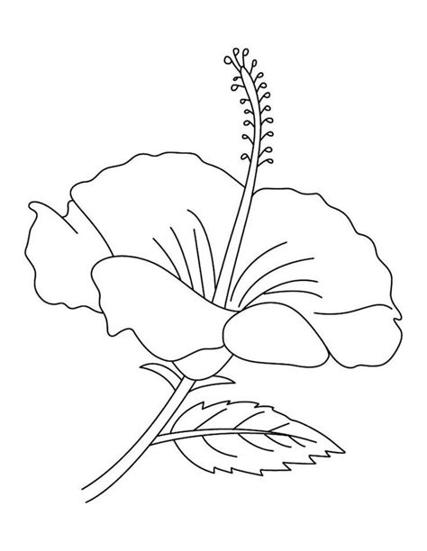 Free Printable Hibiscus Coloring Pages For Kids Flower Drawing