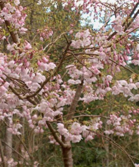 Prunus Okame