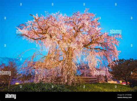 Japanese Weeping Cherry Tree Hi Res Stock Photography And Images Alamy