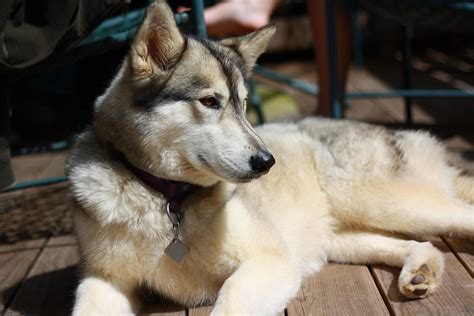 Timber Wolf Husky Mix Pets In Photography On