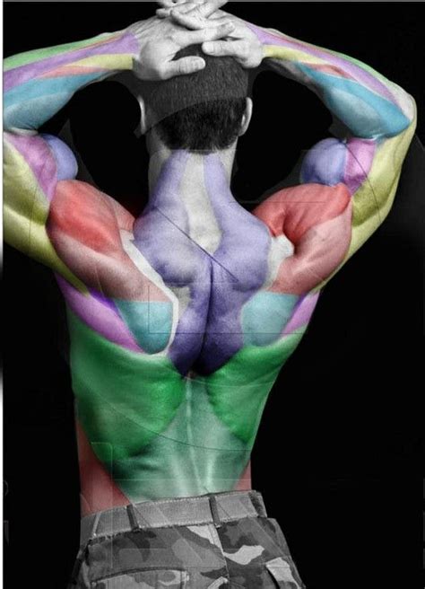 Your back muscles, for example, are stabilizers when they are keeping your posture sturdy. .color coded muscles | Анатомия, Пинап позы