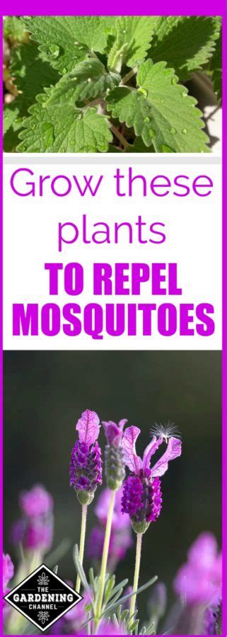 Repel Mosquitoes By Growing These Plants Gardening Channel