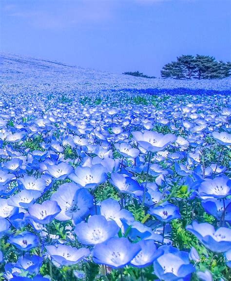 Hitachi Seaside Park Ibaraki Japan Flower Nemophila Spring Blue