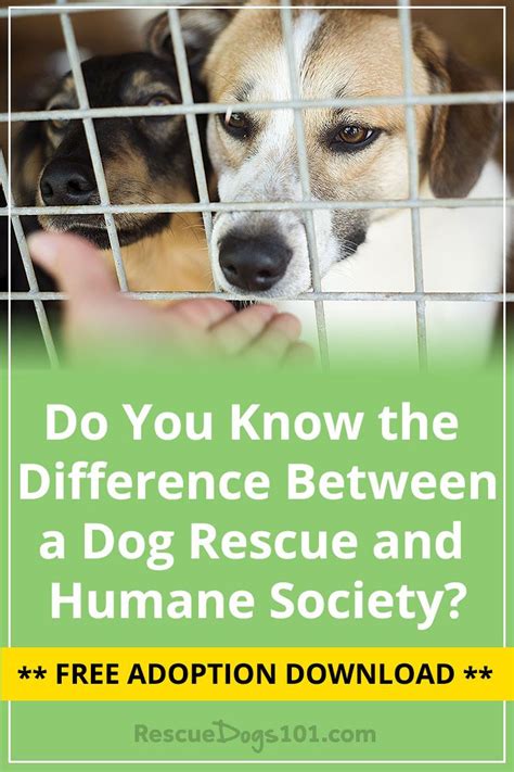 Whats The Difference Between A Dog Rescue And Humane