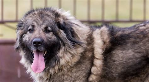 Russian Bear Dog Caucasian Shepherd Breed Info Puppies And More