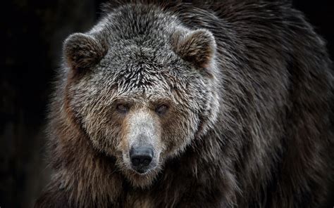 Wallpaper Animals Wildlife Bears Whiskers Grizzly
