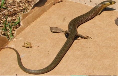 Gardens are usually packed full of plants that cover the ground and provide both shade if you've already spotted snakes in your garden beds, this article will teach you a few tricks to send them packing quickly in search of a friendlier place. Butch Fatale on Twitter: "Damn, he a snake, and he got ...