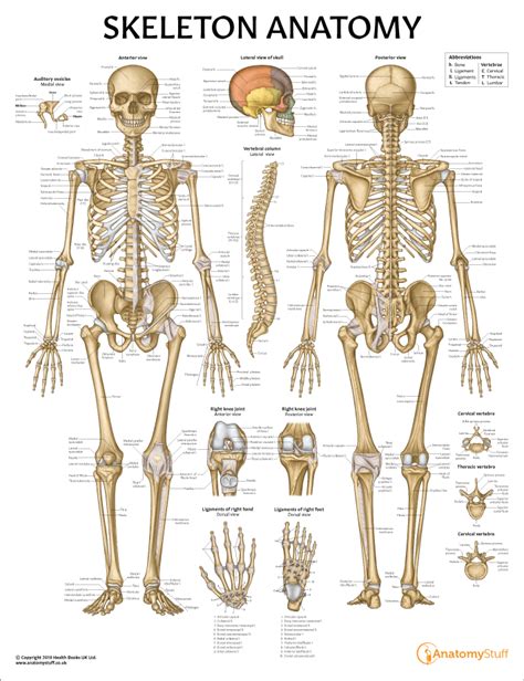 This anatomy of the vertebral column free poster shows a didactic spine, with the vertebra labelled according to whether they are found in the cervical, thoracic, lumbar, sacral or. Skeleton Anatomy Chart | Sketetal System Poster | Designed ...