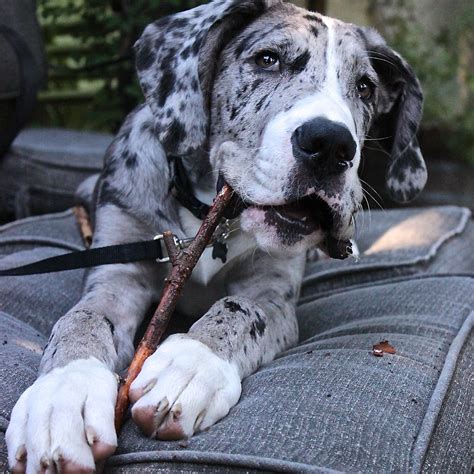 The great dane, also known as the german mastiff or deutsche dogge, is a breed of dog from germany. Community Garden Swag - Victory Garden Menus