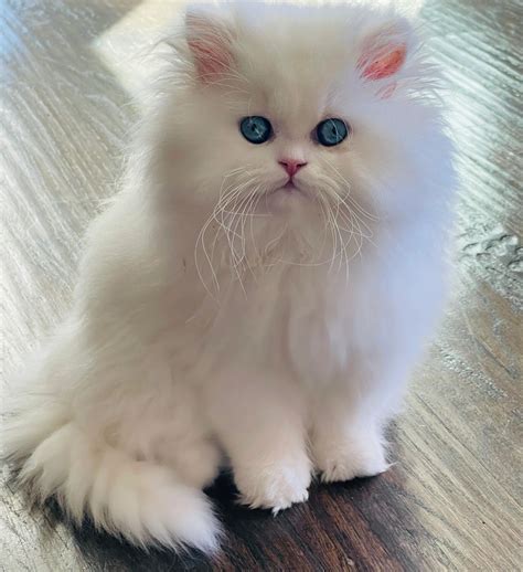 Persiankittenpals White Persian Kittens For Sale