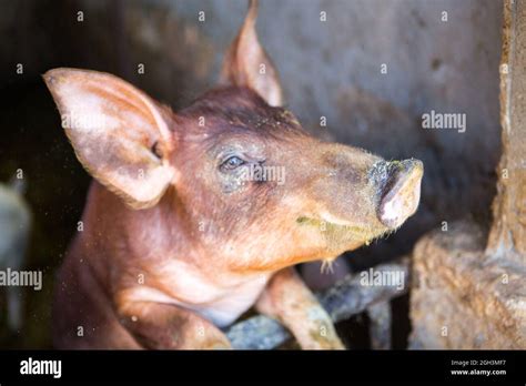 Pigs In A Barn In A Village Stock Photo Alamy