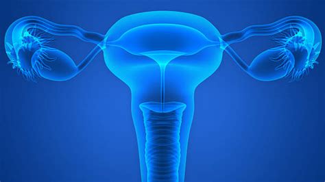 Male and female silhouette on blue background. Reproductive Organ Pictures, Images and Stock Photos - iStock