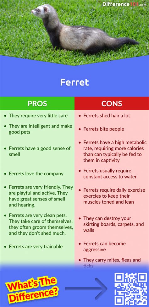 Weasel Vs Ferret Key Differences Pros And Cons Similarities