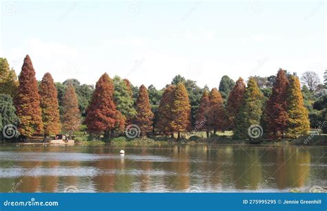 Autumn Or Fall Trees At The Dam Stock Image Image Of Morning