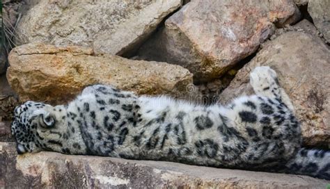 Snow Leopard Lying On Rocks Stock Photo Image Of Animal Powerful