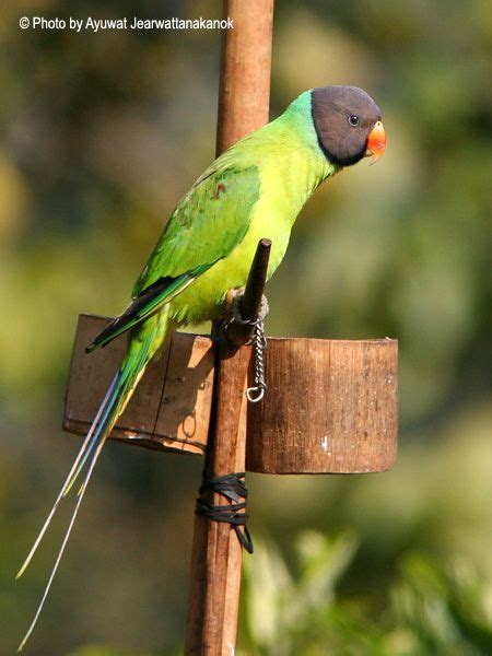 Oriental Bird Club Image Database Grey Headed Parakeet Psittacula