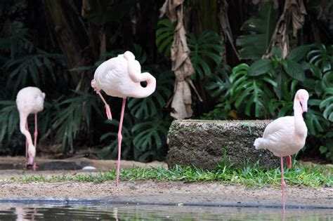 Flamingo Africano Im Vogelpark Parque Das Aves Kostenloses Foto Auf