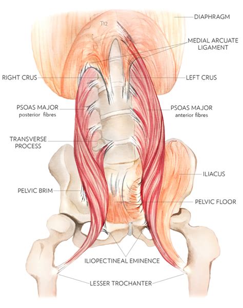 Psoas Major Part I Hip Flexor Or Lumbar Stabilizer Hip Flexor