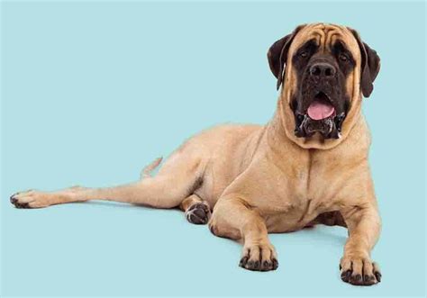 English Mastiff 101 Top 25 Common Questions Answered