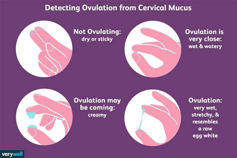 Pin By Maria Emilia Zebadua On Menstruacion In 2021 Cervical Mucus