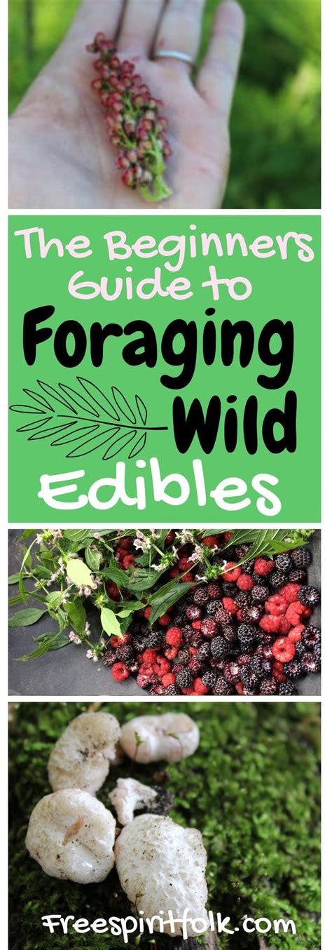 Foraging Wild Edibles For Beginners Wild Edibles Wild Food Foraging