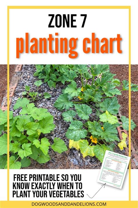 Vegetable Planting Guide Zone 7