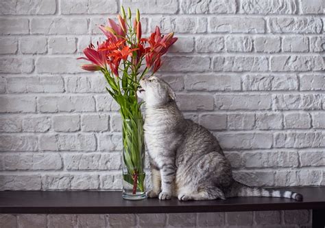 Check spelling or type a new query. Why Are Lilies Dangerous to Cats? » Petsoid