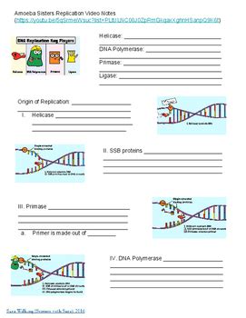 Multiple alleles (abo blood types) and punnett squares Amoeba Sisters Video Recap Enzymes Answers Pdf - Aflam-Neeeak