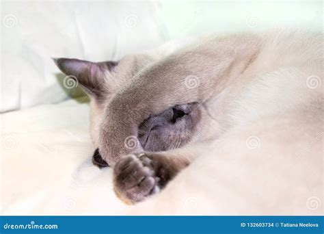A Photo Of Sleeping Thai Siamese Blue Point Colored Lady Cat With