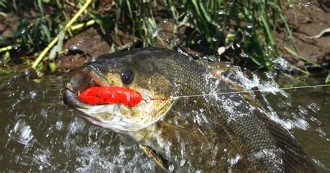 When Do Smallmouth Bass Spawn Season And Times Revealed