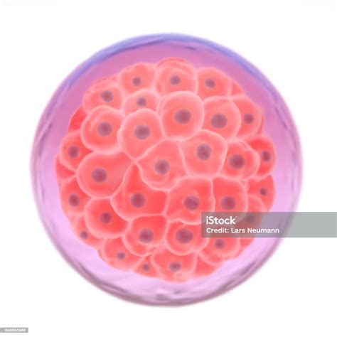 Foto De Ilustração 3d De Um Embrião Mórula E Mais Fotos De Stock De